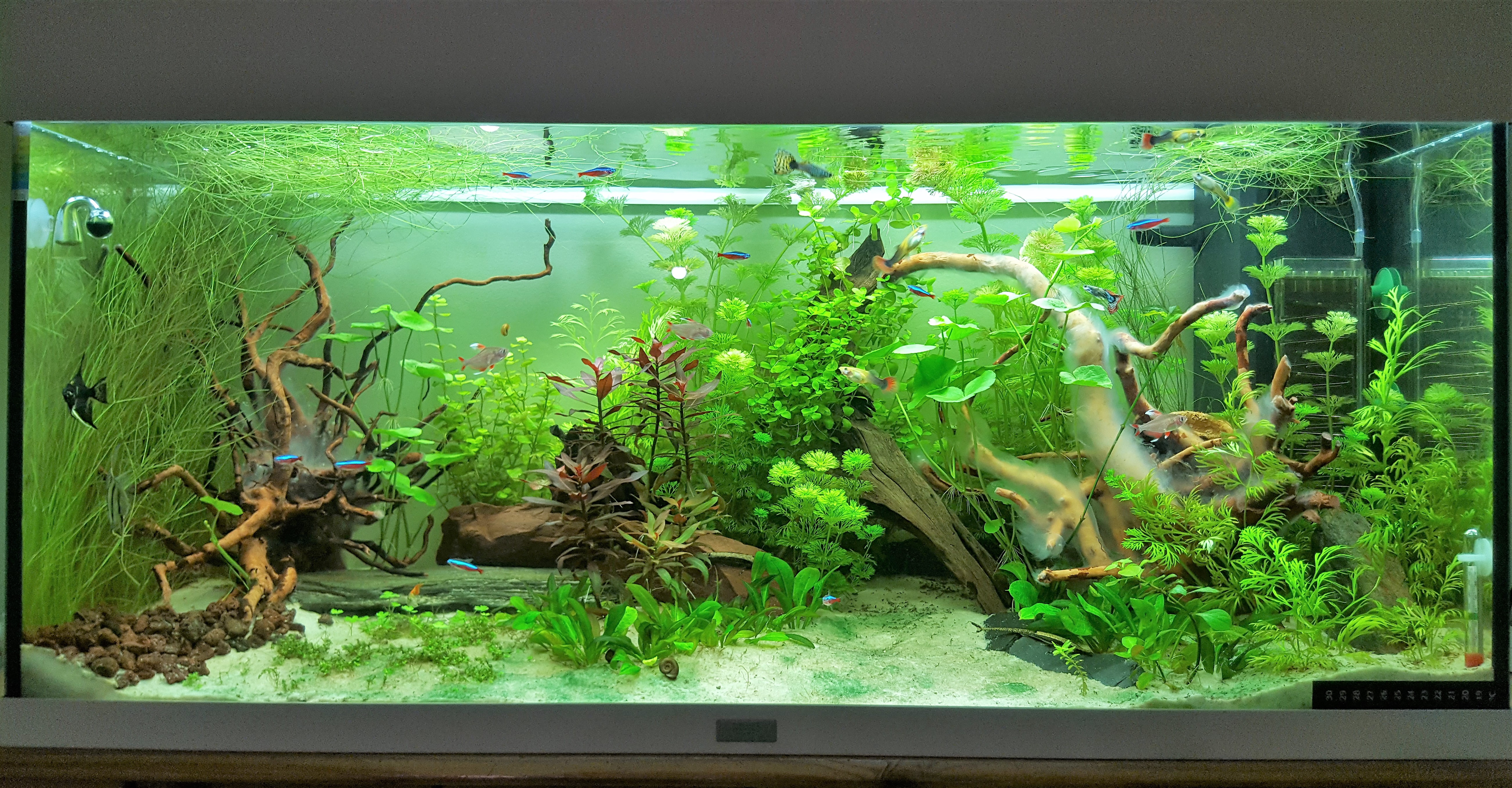 Rio 180 - Amazonien 2017-07-18_Champi
